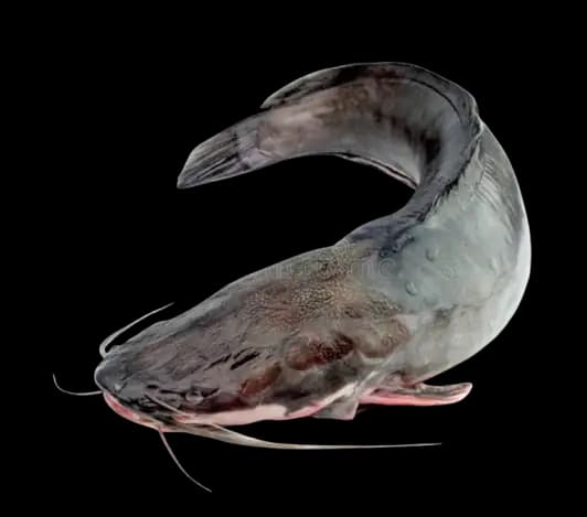 Fresh Catfish