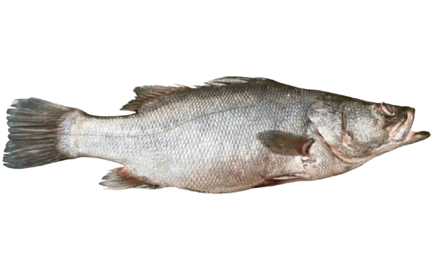 Nile Perch