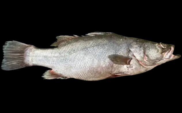 Nile Perch